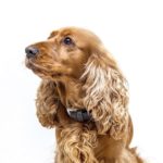 How Much Do Cocker Spaniels Weigh? [Answered]