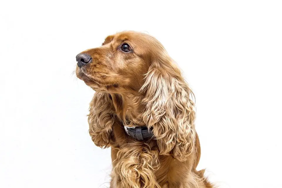 Cocker Spaniel