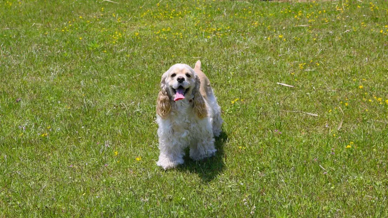 do cocker spaniels smell bad