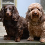 How Much Do English Cocker Spaniels Cost? [Answered]