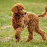 Grooming Styles For Cocker Spaniels [Quick Tips]