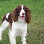 Do English Cocker Spaniels Shed? [Answered]