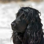 Full Grown Cocker Spaniels [Quick Facts]
