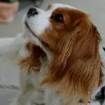 King Cavalier Cocker Spaniels [Quick Facts]