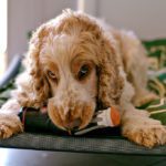 Where Did Cocker Spaniels Originate From? [Answered]