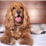 What Is The Best Dog Food For Cocker Spaniels [Top 8]