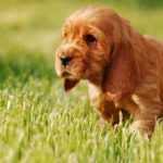 Are Cocker Spaniels Good Family Dogs? [Answered]
