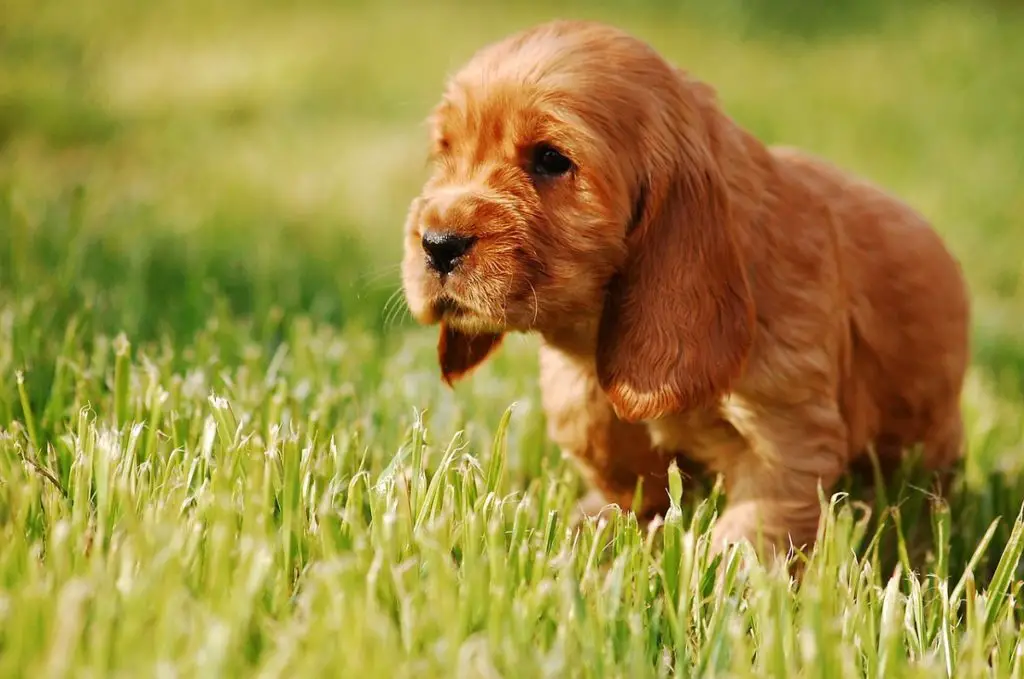 Cocker Spaniel Breeders