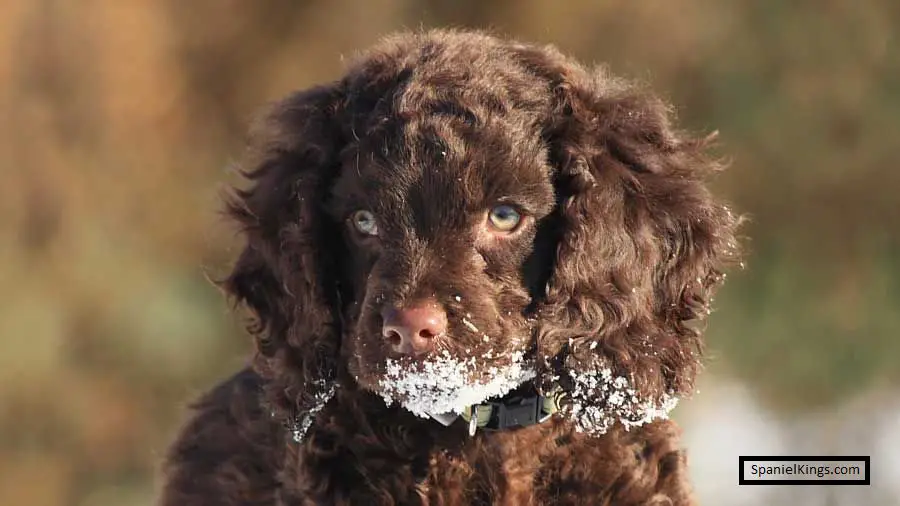 American Water Spaniel Price 