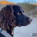 What is the American Water Spaniel Price? [Answered]