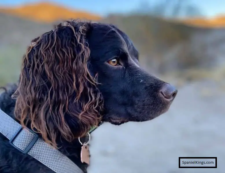 Water Spaniel