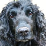 Cocker Spaniels : Dog Breed Health Issues [Facts]