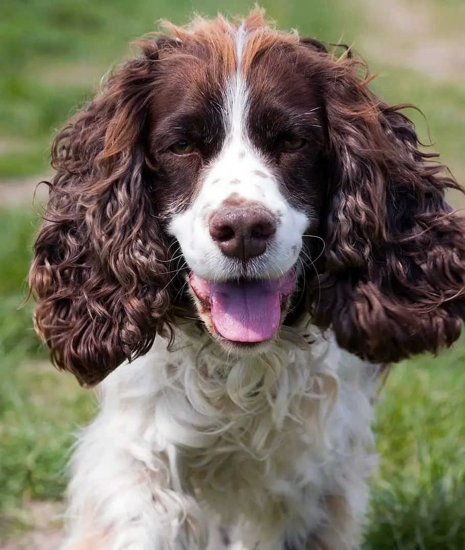 Springer Spaniel