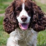 Spaniels Cocker Breed Info [Facts]