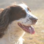 How To Clean A Cocker Spaniels Ears? [7 Easy Steps]