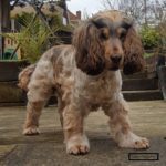 Sable Cocker Spaniels [Quick Facts]