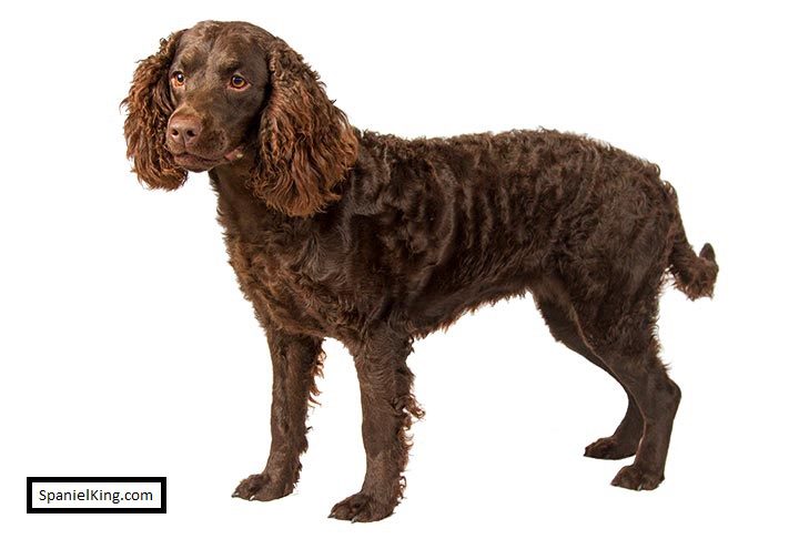 What Kind Of Personality Does American Water Spaniel Have? 