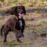 American Water Spaniel Vs Boykin [The Difference]