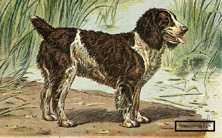 English Water Spaniel How It Went Extinct? 