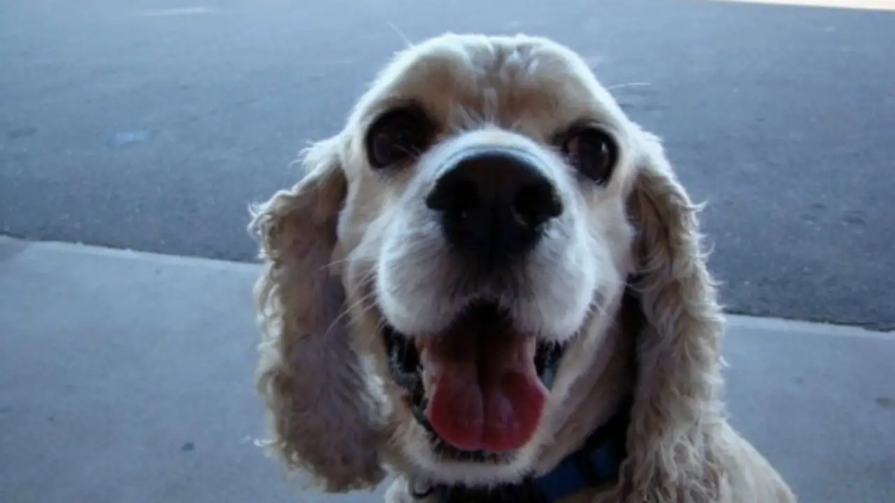 do cocker spaniels have long tails