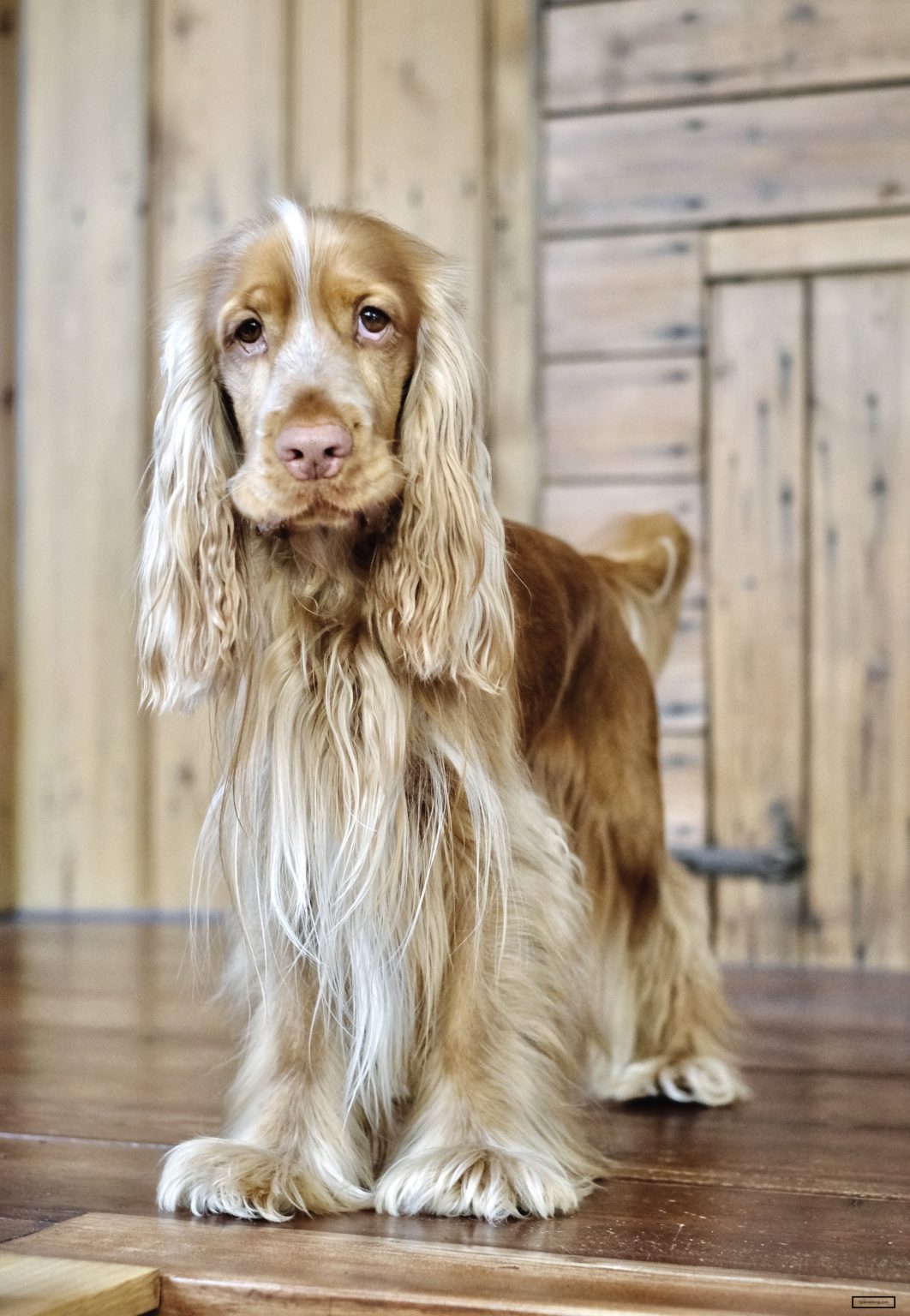 Sable Cocker Spaniels [Quick Facts] - spanielking