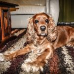 How Often Do Cocker Spaniels Need Haircuts? [Answered]