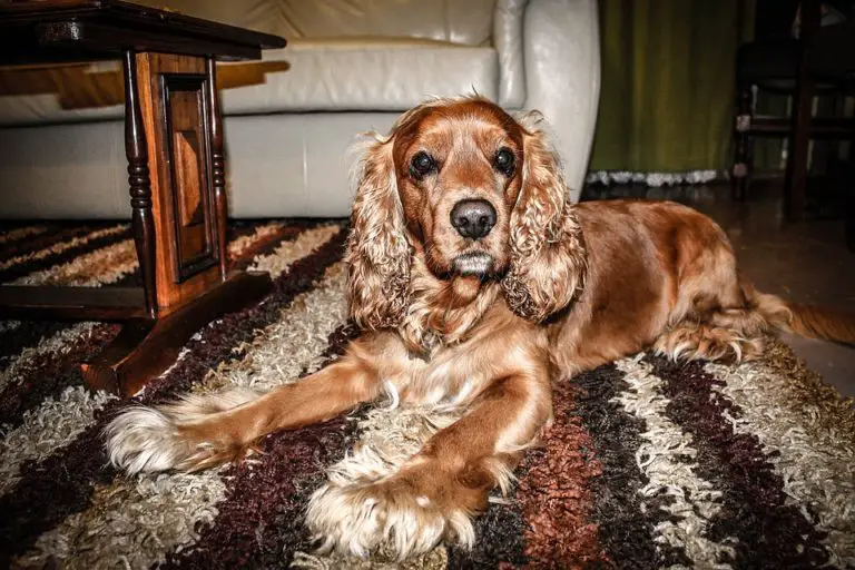 The Ultimate Resource For Spaniel Dog Owners spanielking