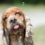 Why Does My Cocker Spaniel Drink So Much Water? [Answered]
