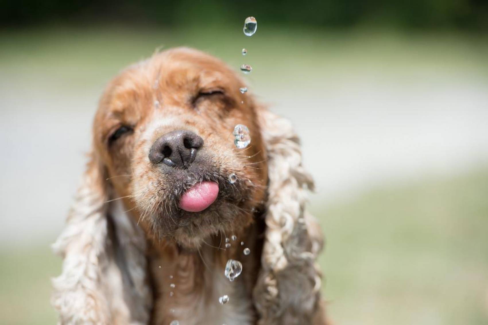 Why Does My Cocker Spaniel Drink So Much Water?