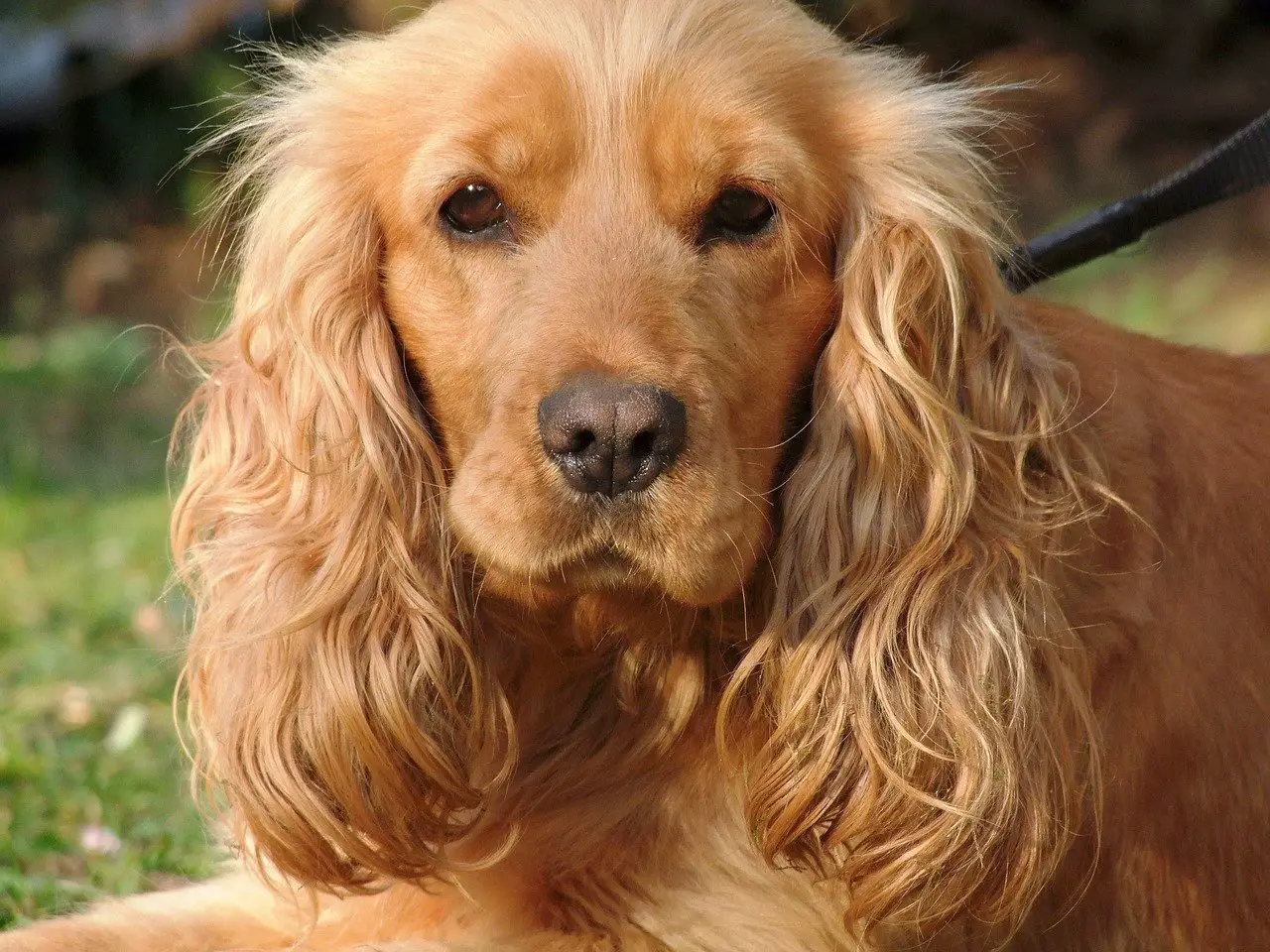 Why Do Cocker Spaniels Have Long Ears?