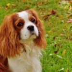 King Charles Cavalier Cocker Spaniels [Quick Facts]