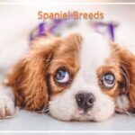 Spaniel Breeds: (The Complete list of 24 Types of Spaniel Dogs)